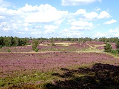 Foto des Albums: Die Besenheide, Blume des Jahres 2019, in voller Pracht