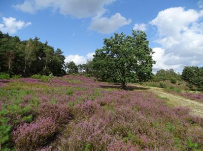 Foto des Albums: Die Besenheide, Blume des Jahres 2019, in voller Pracht