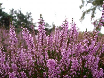 Foto des Albums: Die Besenheide, Blume des Jahres 2019, in voller Pracht