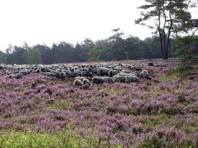Foto des Albums: Die Besenheide, Blume des Jahres 2019, in voller Pracht