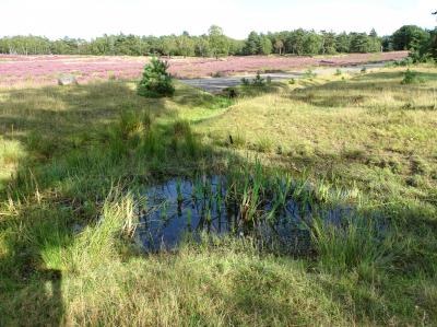 Foto des Albums: Die Besenheide, Blume des Jahres 2019, in voller Pracht