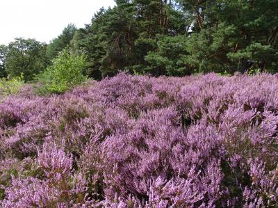 Foto des Albums: Die Besenheide, Blume des Jahres 2019, in voller Pracht
