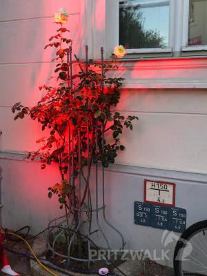 Foto des Albums: Impressionen vom Herbstleuchten 2019 Teil 1