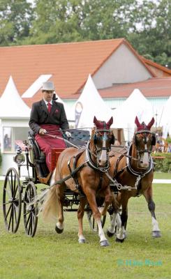 Foto des Albums: WM Zweispänner 2019 Dressur (13.09.2019)