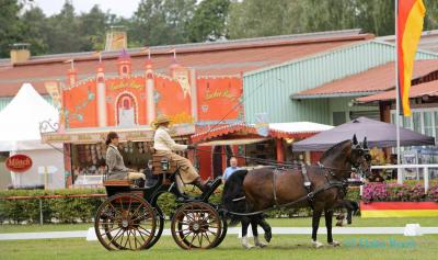 Foto des Albums: WM Zweispänner 2019 Dressur (13.09.2019)