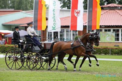 Foto des Albums: WM Zweispänner 2019 Dressur (13.09.2019)