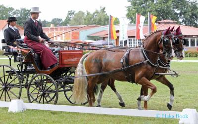 Foto des Albums: WM Zweispänner 2019 Dressur (13.09.2019)