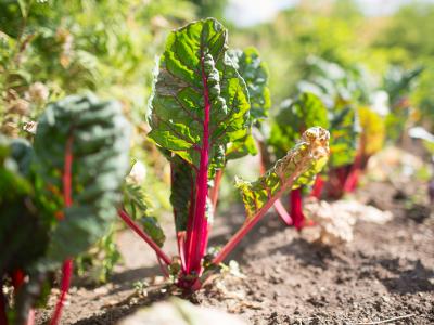 Foto des Albums: Impressionen Schulhof