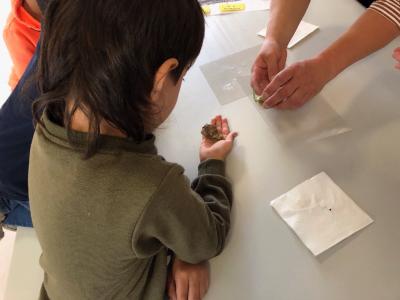 Foto des Albums: Schnecken-Projekt der GE- Schule