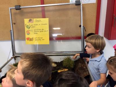 Foto des Albums: Schnecken-Projekt der GE- Schule
