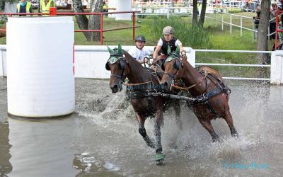 Foto des Albums: WM Zweispänner 2019 in Drebkau Gelände/Marathon (14.09.2019)