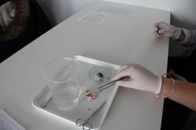 Foto des Albums: MINT-Projekttag 2019