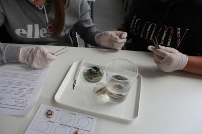 Foto des Albums: MINT-Projekttag 2019