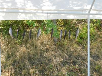Foto des Albums: Tag der Vereine OT Schadeleben 2019