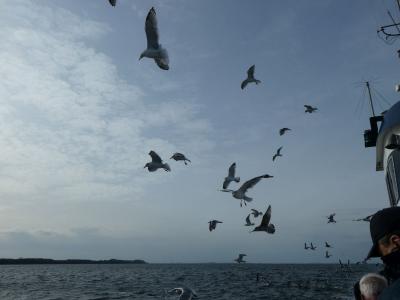 Foto des Albums: Dorschangeln