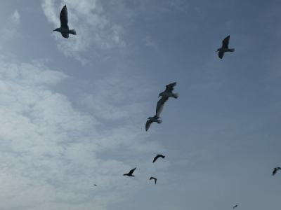 Foto des Albums: Dorschangeln
