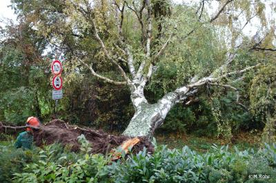 Foto des Albums: Baum auf Straße