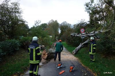 Foto des Albums: Baum auf Straße