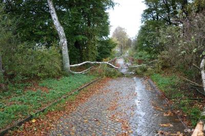 Foto des Albums: Baum auf Straße
