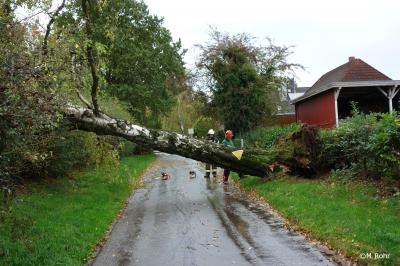 Foto des Albums: Baum auf Straße