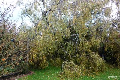 Foto des Albums: Baum auf Straße