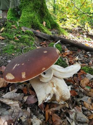 Pilze I  (Bild vergr&ouml;&szlig;ern)