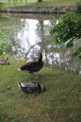 Foto des Albums: Schulausflug in den Zoo "Arche Noah" nach Stöckheim