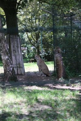 Foto des Albums: Schulausflug in den Zoo "Arche Noah" nach Stöckheim