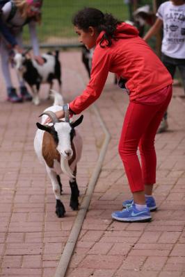 Foto des Albums: Schulausflug in den Zoo "Arche Noah" nach Stöckheim