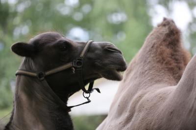 Foto des Albums: Schulausflug in den Zoo "Arche Noah" nach Stöckheim