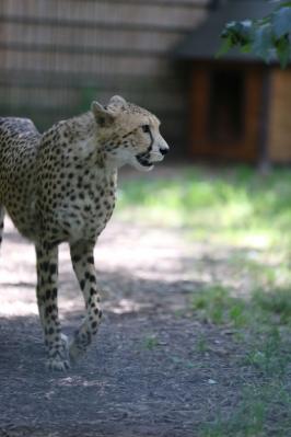 Foto des Albums: Schulausflug in den Zoo "Arche Noah" nach Stöckheim