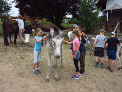 Foto des Albums: Ferienprogramm 2019 - Eseltour