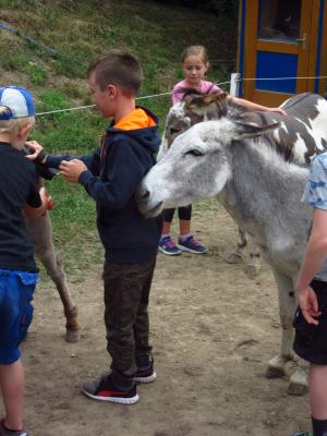 Foto des Albums: Ferienprogramm 2019 - Eseltour