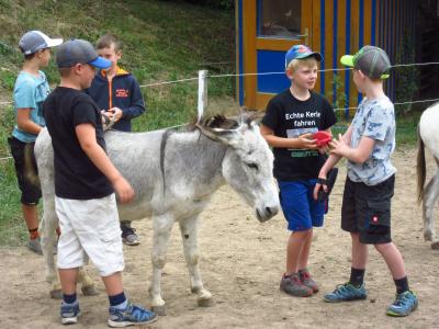 Foto des Albums: Ferienprogramm 2019 - Eseltour