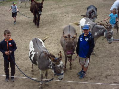 Foto des Albums: Ferienprogramm 2019 - Eseltour