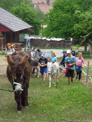 Foto des Albums: Ferienprogramm 2019 - Eseltour