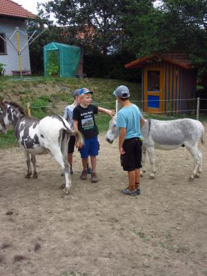 Foto des Albums: Ferienprogramm 2019 - Eseltour