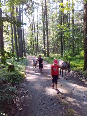 Foto des Albums: Ferienprogramm 2019 - Eseltour