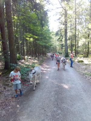 Foto des Albums: Ferienprogramm 2019 - Eseltour