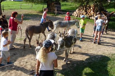 Foto des Albums: Ferienprogramm 2019 - Eseltour