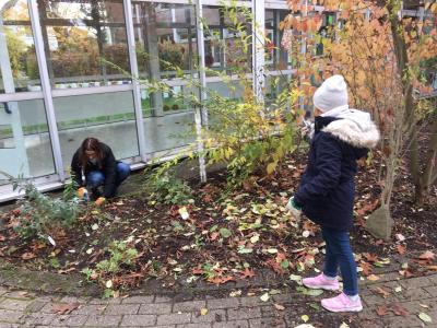 Foto des Albums: Garten-Aktion in unseren Schulgärten (16.11.2019)