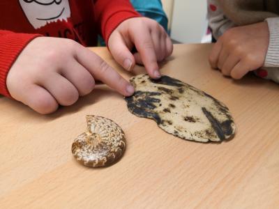 Foto des Albums: Fossilien