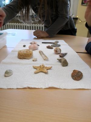 Foto des Albums: Fossilien