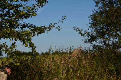 Foto des Albums: 100 Fasane im Rahmen des Naturschutzes im Revier Schuby ausgewildert (18. 12. 2019)