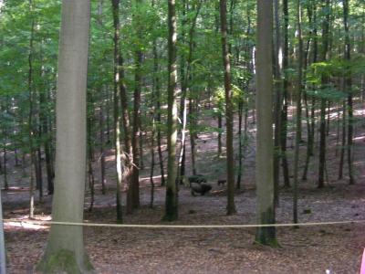 Foto des Albums: TSG Herbstwanderung (22.09.2019)
