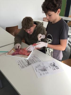 Foto des Albums: Nawi-Unterricht mit Hand und "Herz"