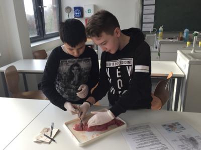 Foto des Albums: Nawi-Unterricht mit Hand und "Herz"