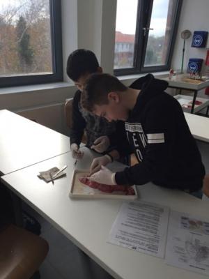 Foto des Albums: Nawi-Unterricht mit Hand und "Herz"