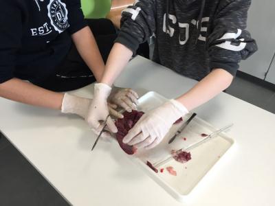 Foto des Albums: Nawi-Unterricht mit Hand und "Herz"