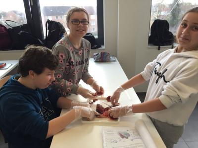 Foto des Albums: Nawi-Unterricht mit Hand und "Herz"